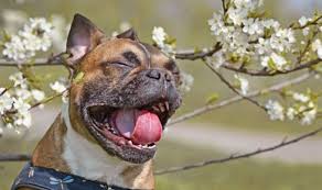 How to Get Ahead of Pet Allergy Season