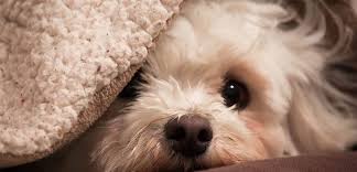 OUR 3 MOST EFFECTIVE NATURAL REMEDIES FOR DOG ANXIETY