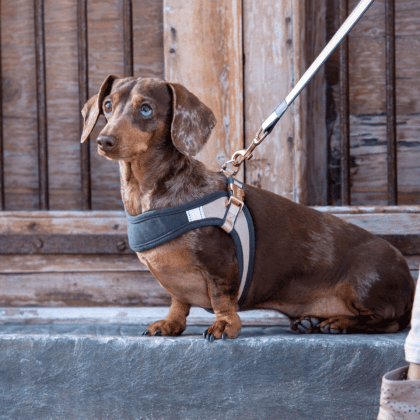Rogz Urban Fast-Fit Dog Harness Turquoise Moon XS