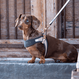 Rogz Urban Fast-Fit Dog Harness Turquoise Moon XS