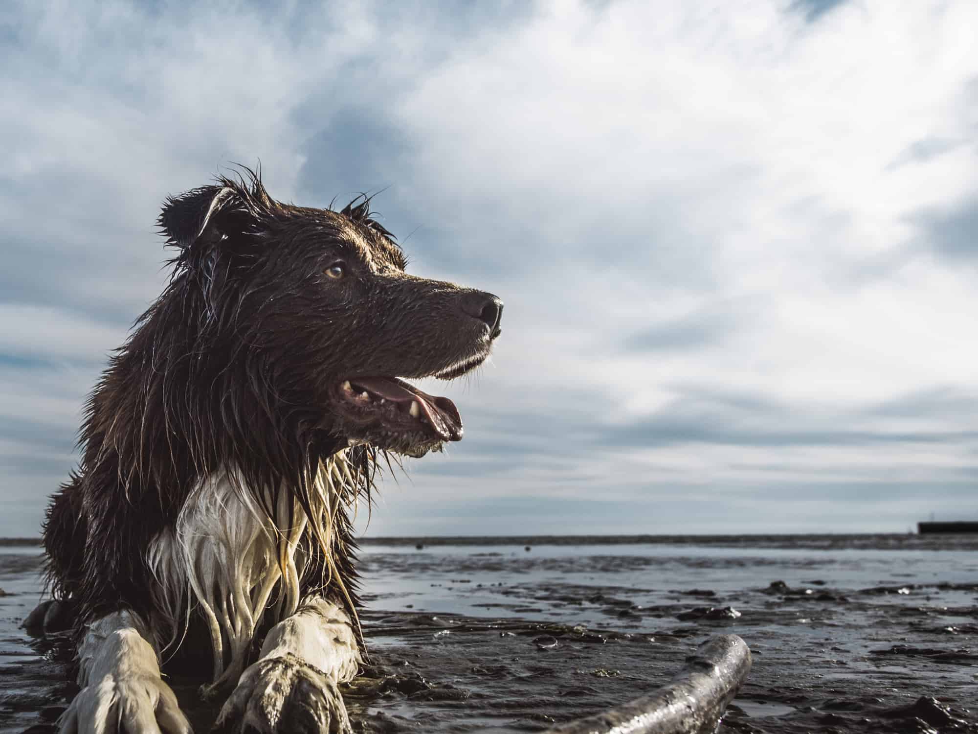 Free delivery dog food over $49 South Isalnd New Zealand Grain free Premium Natural