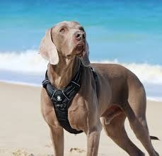 Huskimo Ultimate Dog Harness Aurora