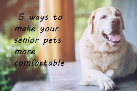 5 Ways To Make Your Senior Dog or Cat More Comfortable