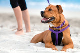 Kazoo Active Dog Harness Purple/Lime